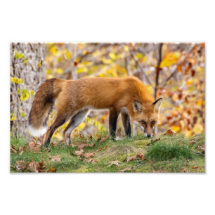 Red Fox Gives The Look Photo Print