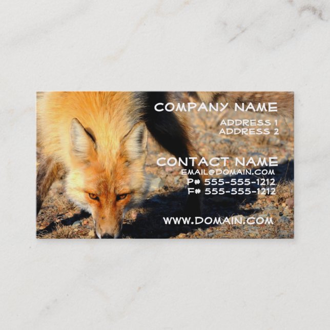 Red Fox Habitat Business Card (Front)