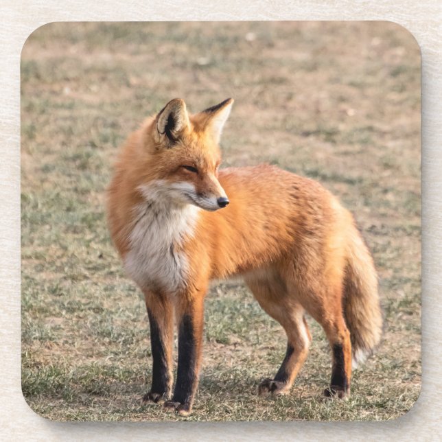 Red Fox in a field Coaster (Front)