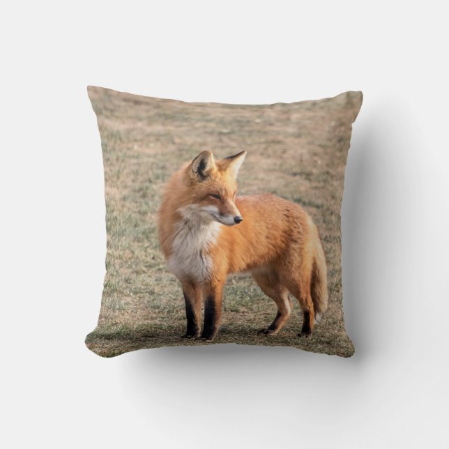 Red Fox in a field Cushion (Front)