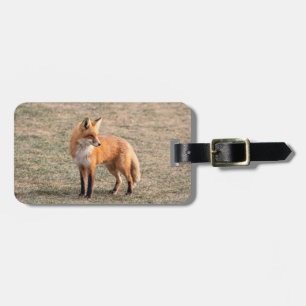 Red Fox in a field Luggage Tag