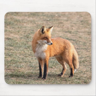 Red Fox in a field Mouse Mat