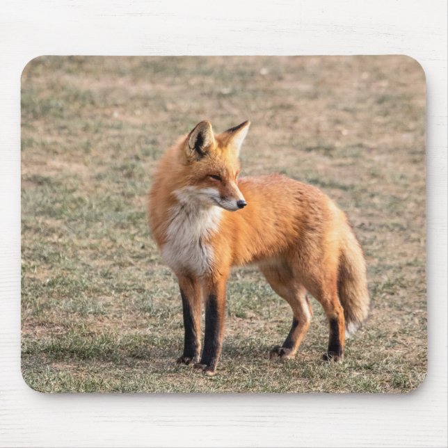 Red Fox in a field Mouse Mat (Front)