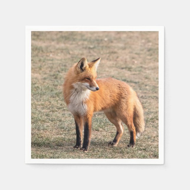 Red Fox in a field Napkin (Front)