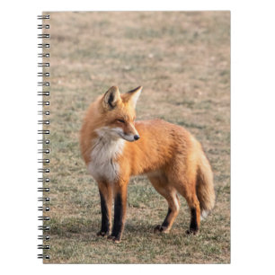 Red Fox in a field Notebook