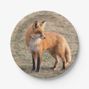 Red Fox in a field Paper Plate