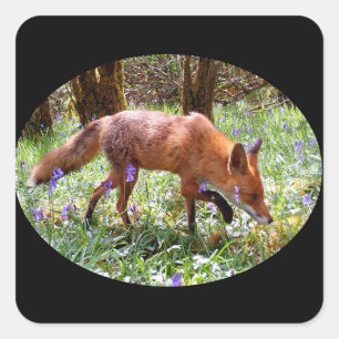 Red Fox in Bluebells Woodland Wildlife Forest Art Square Sticker