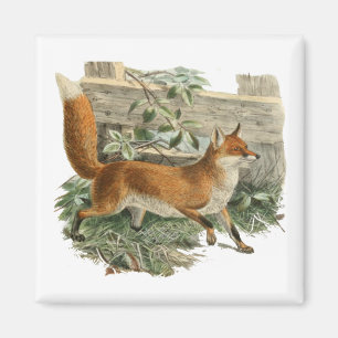Red Fox in Rustic Country Cottage Illustration Magnet