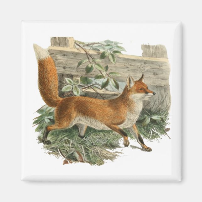 Red Fox in Rustic Country Cottage Illustration Magnet (Front)