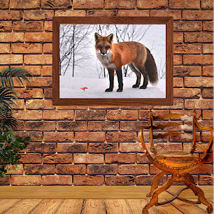 Red Fox in Snow Canvas Print