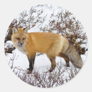 Red Fox in snow in winter Classic Round Sticker