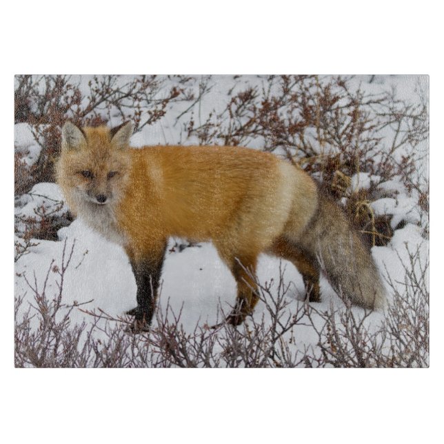 Red Fox in snow in winter Cutting Board (Front)