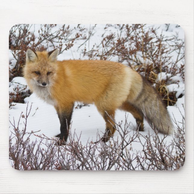Red Fox in snow in winter Mouse Mat (Front)
