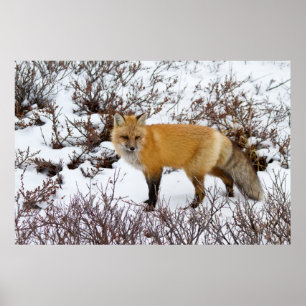 Red Fox in snow in winter Poster