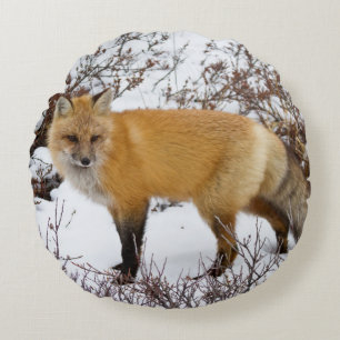 Red Fox in snow in winter Round Cushion