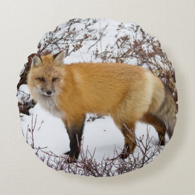 Red Fox in snow in winter Round Cushion (Front)