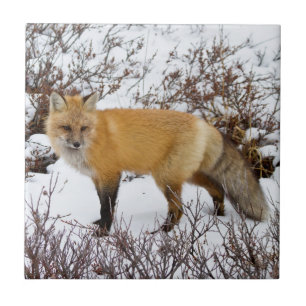 Red Fox in snow in winter Tile