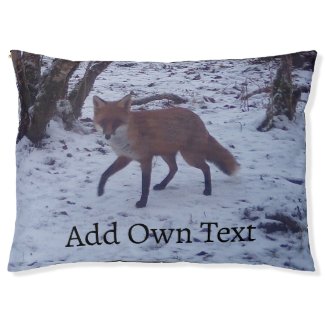 Red Fox in Snow 