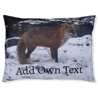 Red Fox in Snow 