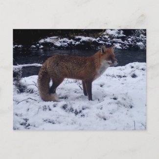 Red Fox in Snow 