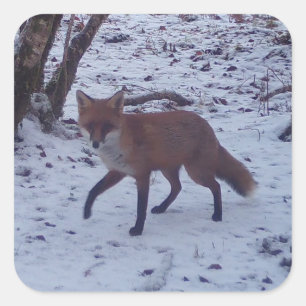 Red Fox in Snow Woodland Wildlife Forest Animal Square Sticker