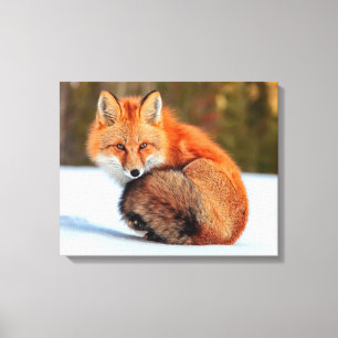 Red Fox In Snow   Yukon Canvas Print