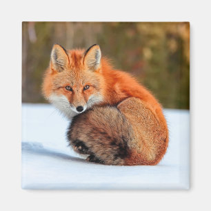 Red Fox In Snow   Yukon Magnet