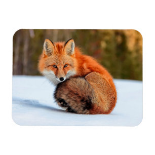 Red Fox In Snow   Yukon Magnet