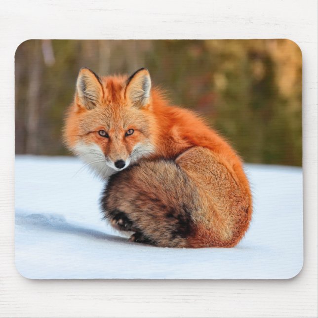 Red Fox In Snow | Yukon Mouse Mat (Front)