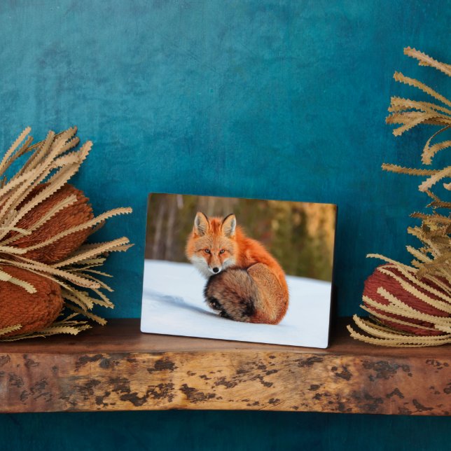 Red Fox In Snow | Yukon Plaque (Side)