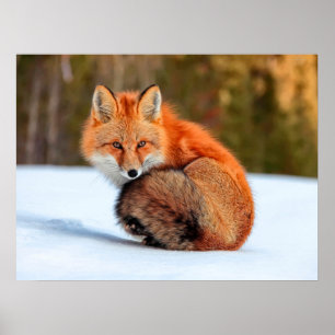 Red Fox In Snow   Yukon Poster