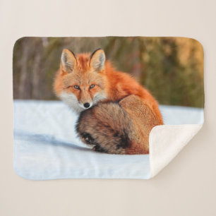 Red Fox In Snow   Yukon Sherpa Blanket
