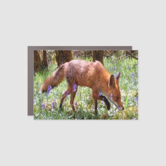  Red Fox in the Bluebells