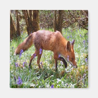  Red Fox in the Bluebells