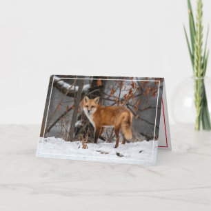 Red Fox in the Snow Holiday Card