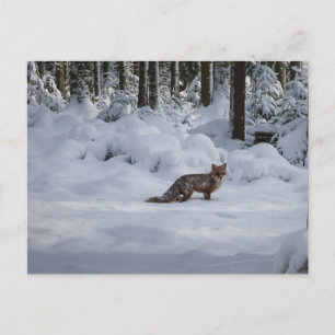 Red fox in the snow postcard