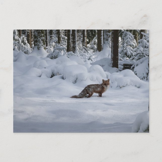Red fox in the snow postcard (Front)