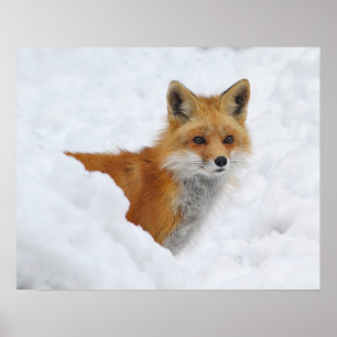 Red Fox in the Snow Poster