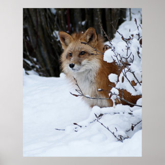 Red Fox in the Snow Poster