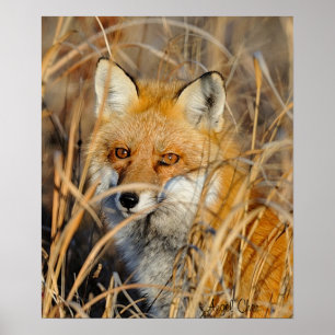 Red Fox In The Weeds Poster