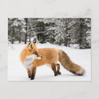 Red Fox in White Snow