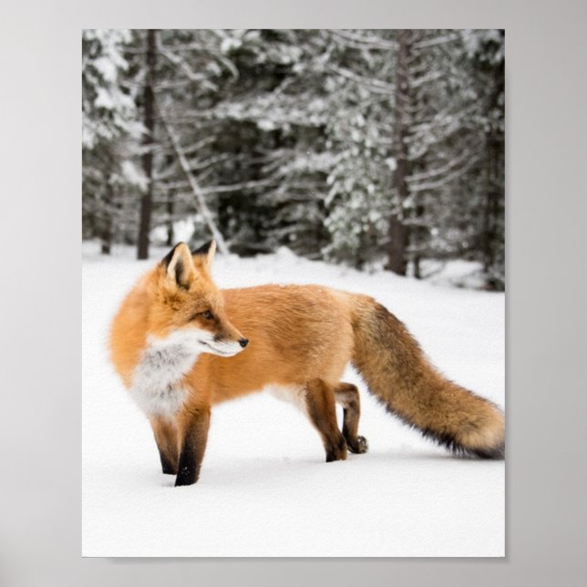 Red Fox in White Snow Poster (Front)