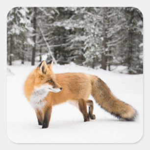 Red Fox in White Snow Square Sticker