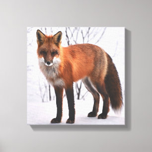 Red Fox In Winter Canvas Print