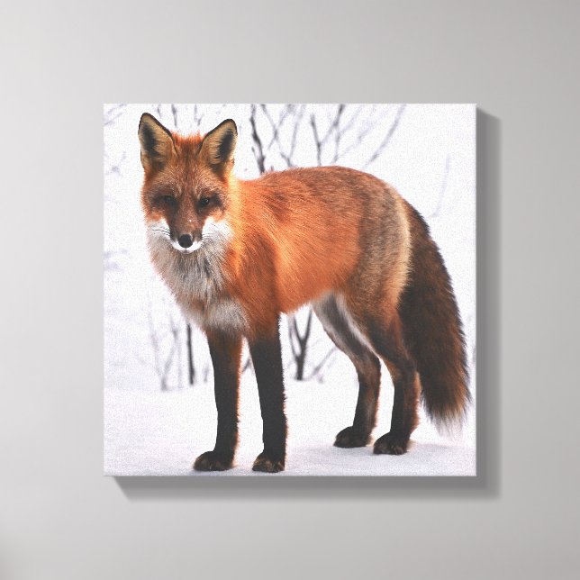 Red Fox In Winter Canvas Print (Front)