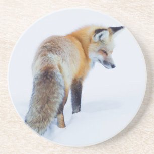 Red Fox in Winter Coaster