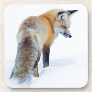 Red Fox in Winter Coaster