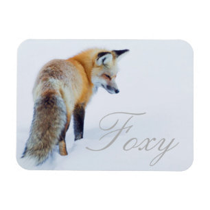 Red Fox in Winter Magnet