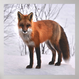 Red Fox In Winter Poster