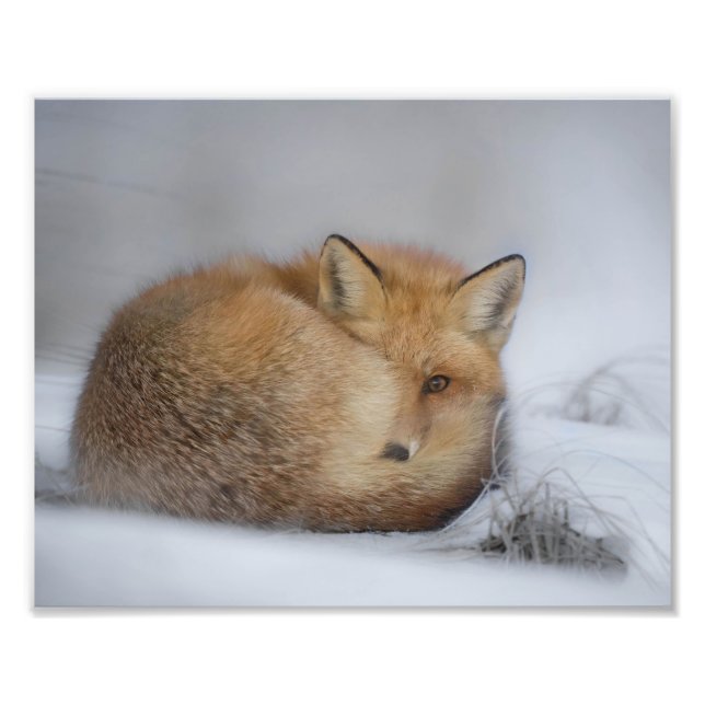 Red Fox In Winter Snow Photo Print (Front)